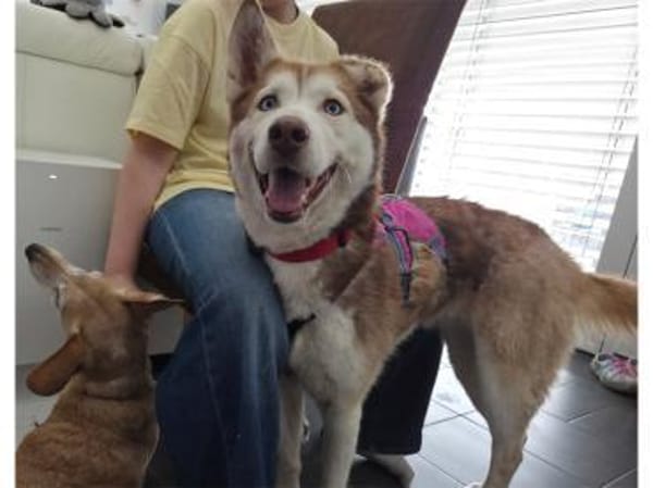 Chila - wartet in 92369 Sengenthal