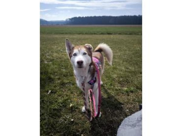 Chila - wartet in 92369 Sengenthal