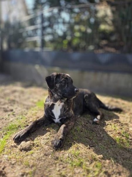 Ivanka - bezaubernder Welpe