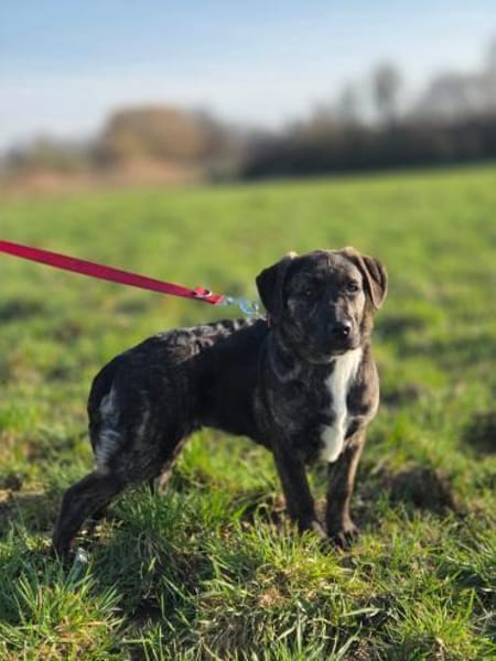 Ivanka - bezaubernder Welpe