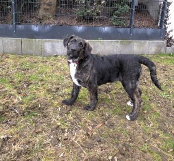 Ivanka - bezaubernder Welpe