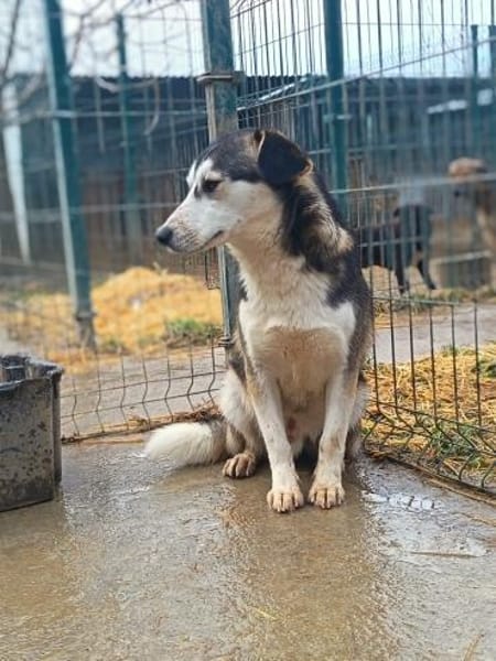 Bobby möchte ein Zuhause für immer