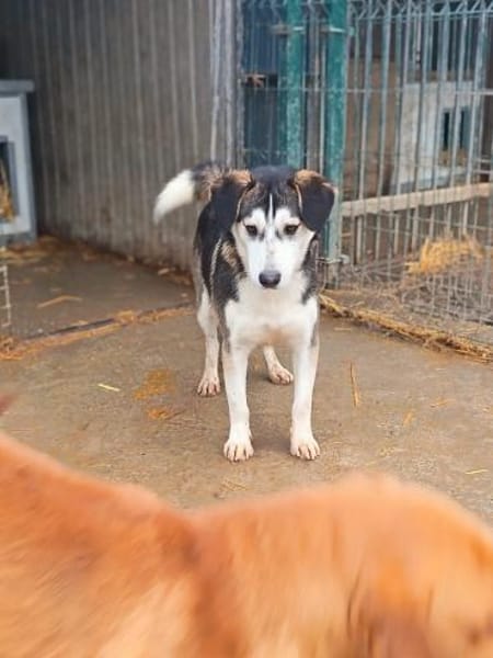 Bobby möchte ein Zuhause für immer