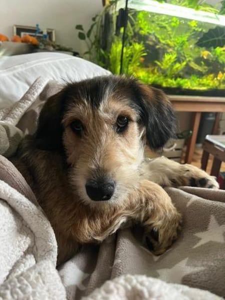 Drazen  Herzensbrecher sucht Geborgenhe