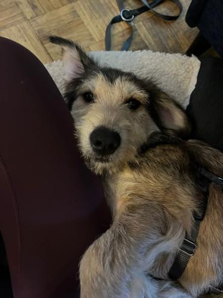 Drazen  Herzensbrecher sucht Geborgenhe