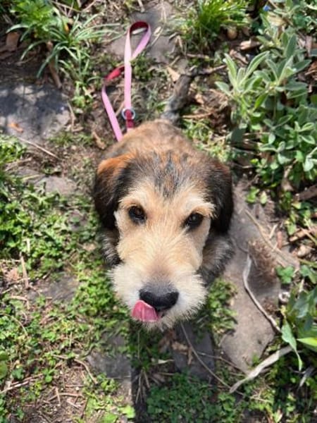 Drazen  Herzensbrecher sucht Geborgenhe