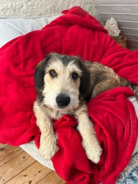 Drazen  Herzensbrecher sucht Geborgenhe