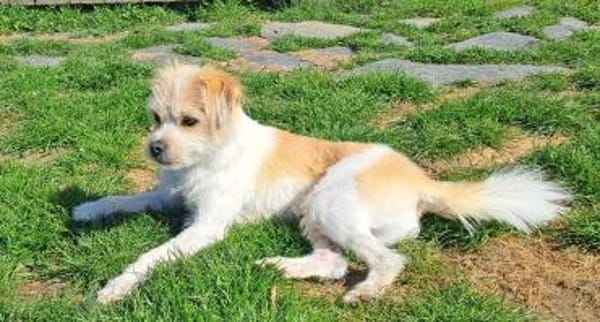 Idefix- kleiner Wirbelwind