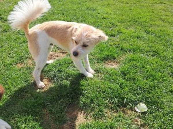 Idefix- kleiner Wirbelwind