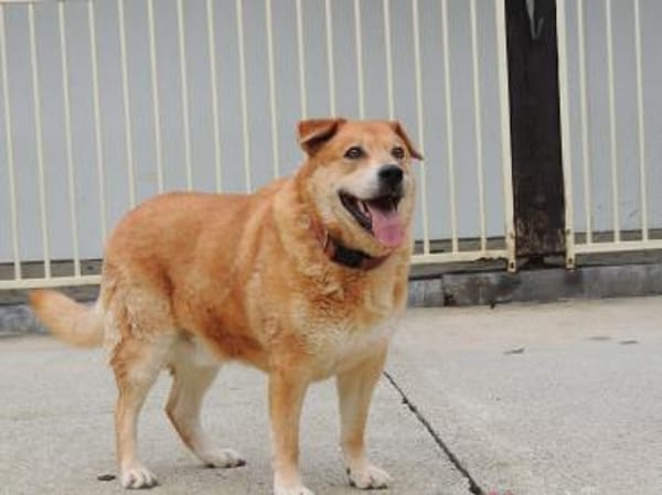 Herbst des Lebens -  Lucky