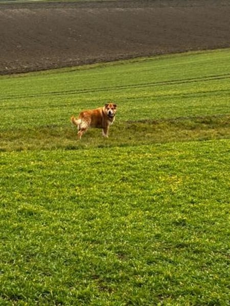 Herbst des Lebens -  Lucky