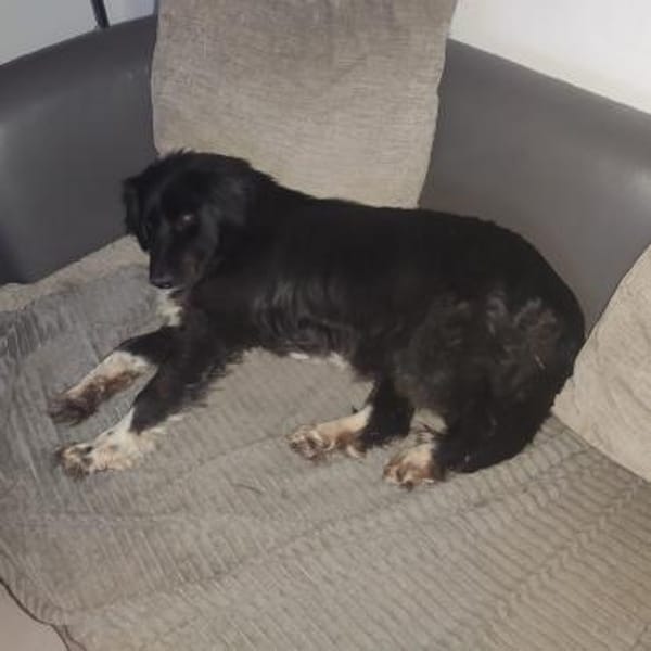 Mina - Freundliche wunderschöne Hündin