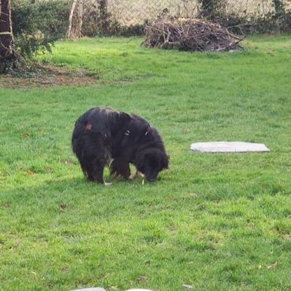 Mina - Freundliche wunderschöne Hündin