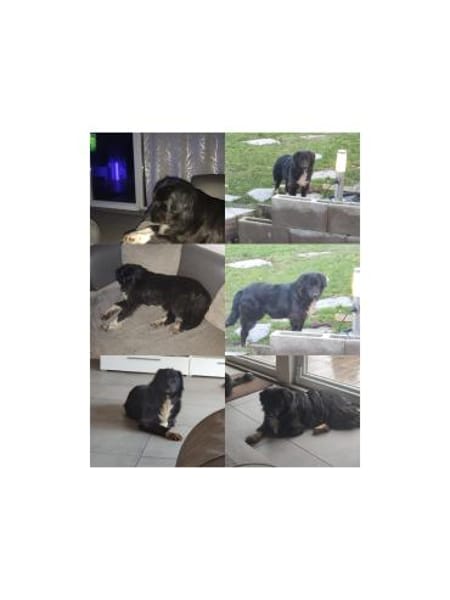 Mina - Freundliche wunderschöne Hündin