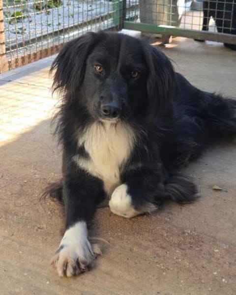 Mina - Freundliche wunderschöne Hündin