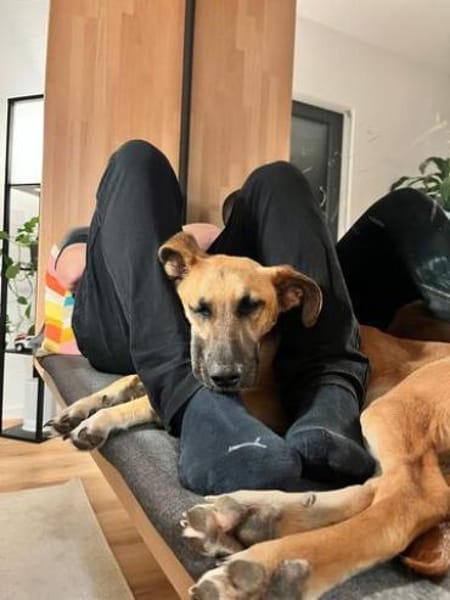 Umar (zur Pflege in 65346 Eltville am R)