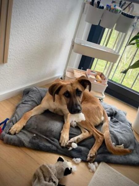 Umar (zur Pflege in 65346 Eltville am R)