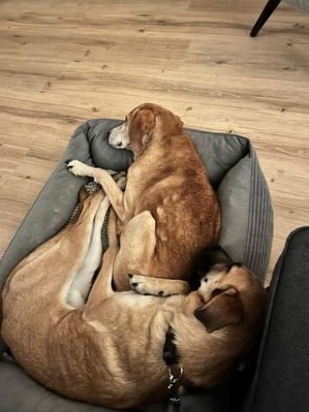 Umar (zur Pflege in 65346 Eltville am R)