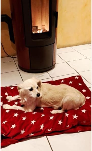 Emil, kleiner Herzenshund, ca. 14 J 5245