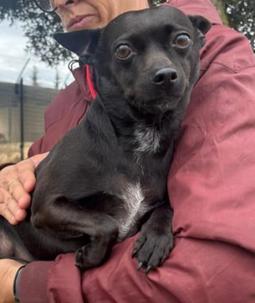 Zarte Hündin Candy 2