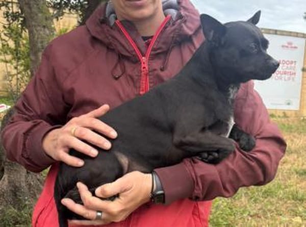 Zarte Hündin Candy 2