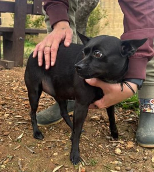 Zarte Hündin Candy 2