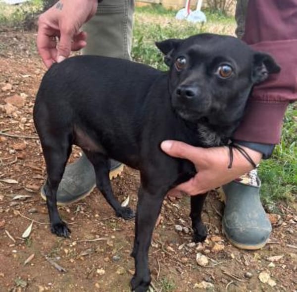 Zarte Hündin Candy 2