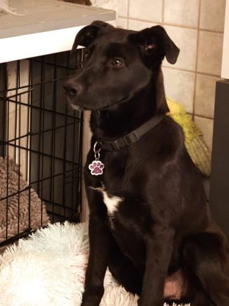 ARON 💚💚💚 ist ein hübsches Hundekind