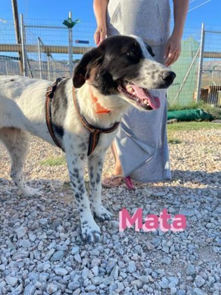 Mata - liebevoll und lernwillig