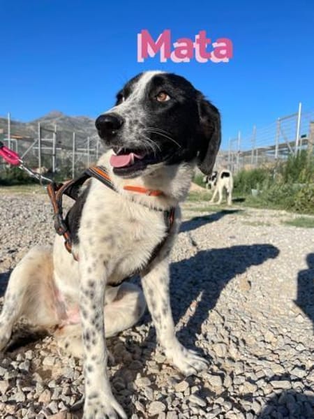 Mata - liebevoll und lernwillig