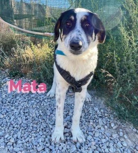 Mata - liebevoll und lernwillig