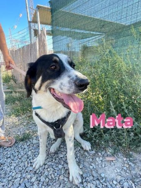 Mata - liebevoll und lernwillig