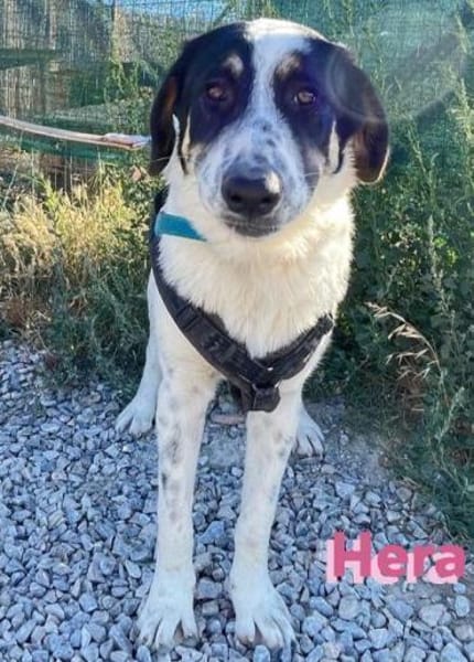 Hera - freundlich und menschenbezogen