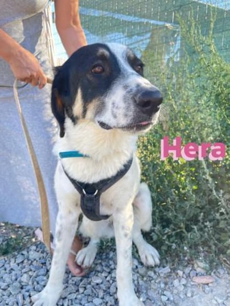 Hera - freundlich und menschenbezogen