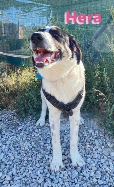 Hera - freundlich und menschenbezogen