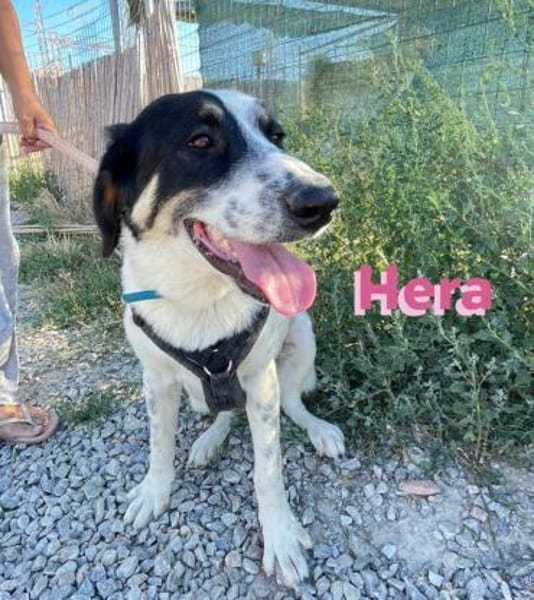 Hera - freundlich und menschenbezogen