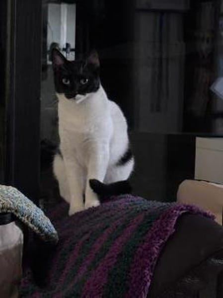 Scheue Marta sucht Zuhause mit Geduld