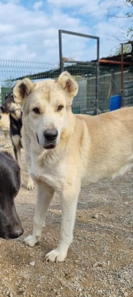 Teddy sucht besondere Menschen