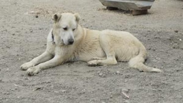 Teddy sucht besondere Menschen