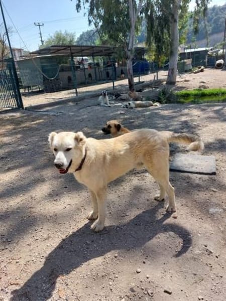 Teddy sucht besondere Menschen