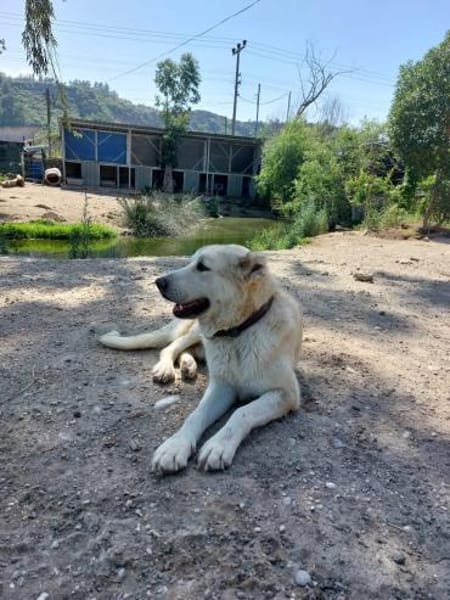 Teddy sucht besondere Menschen