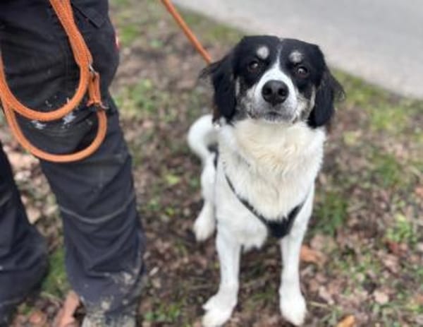 Hermes - Wirbelwind sucht Landeplatz