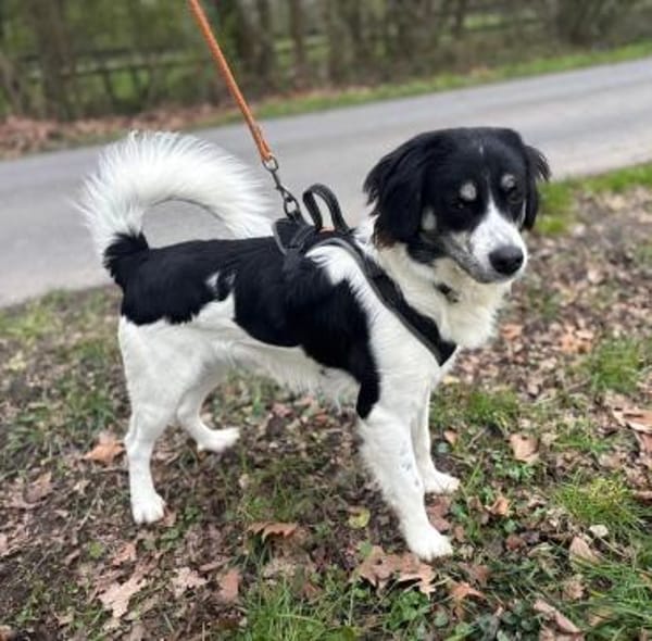 Hermes - Wirbelwind sucht Landeplatz