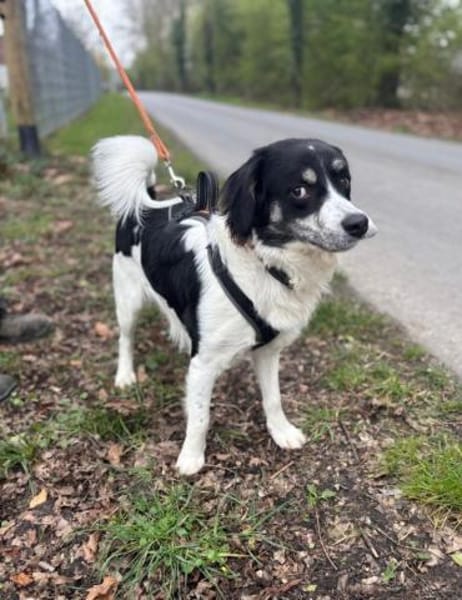 Hermes - Wirbelwind sucht Landeplatz