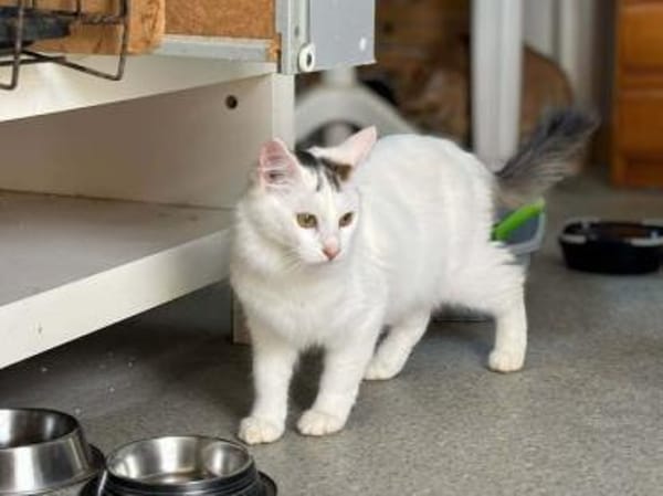 Ibis, langhaariger Kuschelkater, ca. 1 M