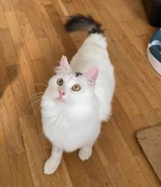 Ibis, langhaariger Kuschelkater, ca. 1 M