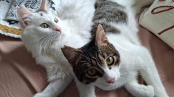 Ibis, langhaariger Kuschelkater, ca. 1 M