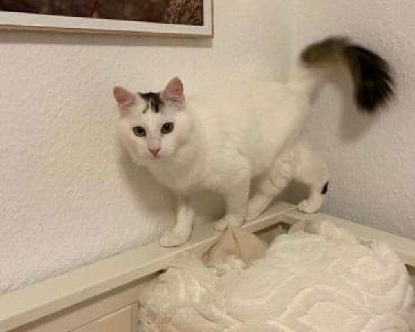 Ibis, langhaariger Kuschelkater, ca. 1 M