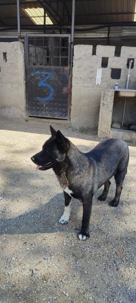 American Akita Wednesday