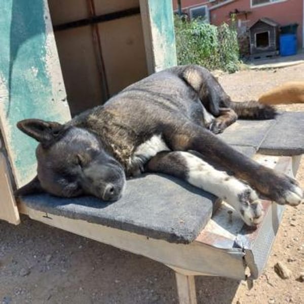 American Akita Wednesday